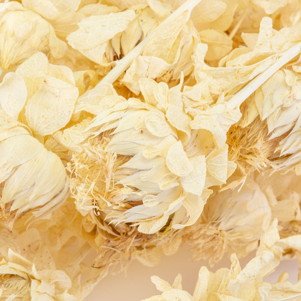 This image shows a bunch of bleached white carthamus against a white background