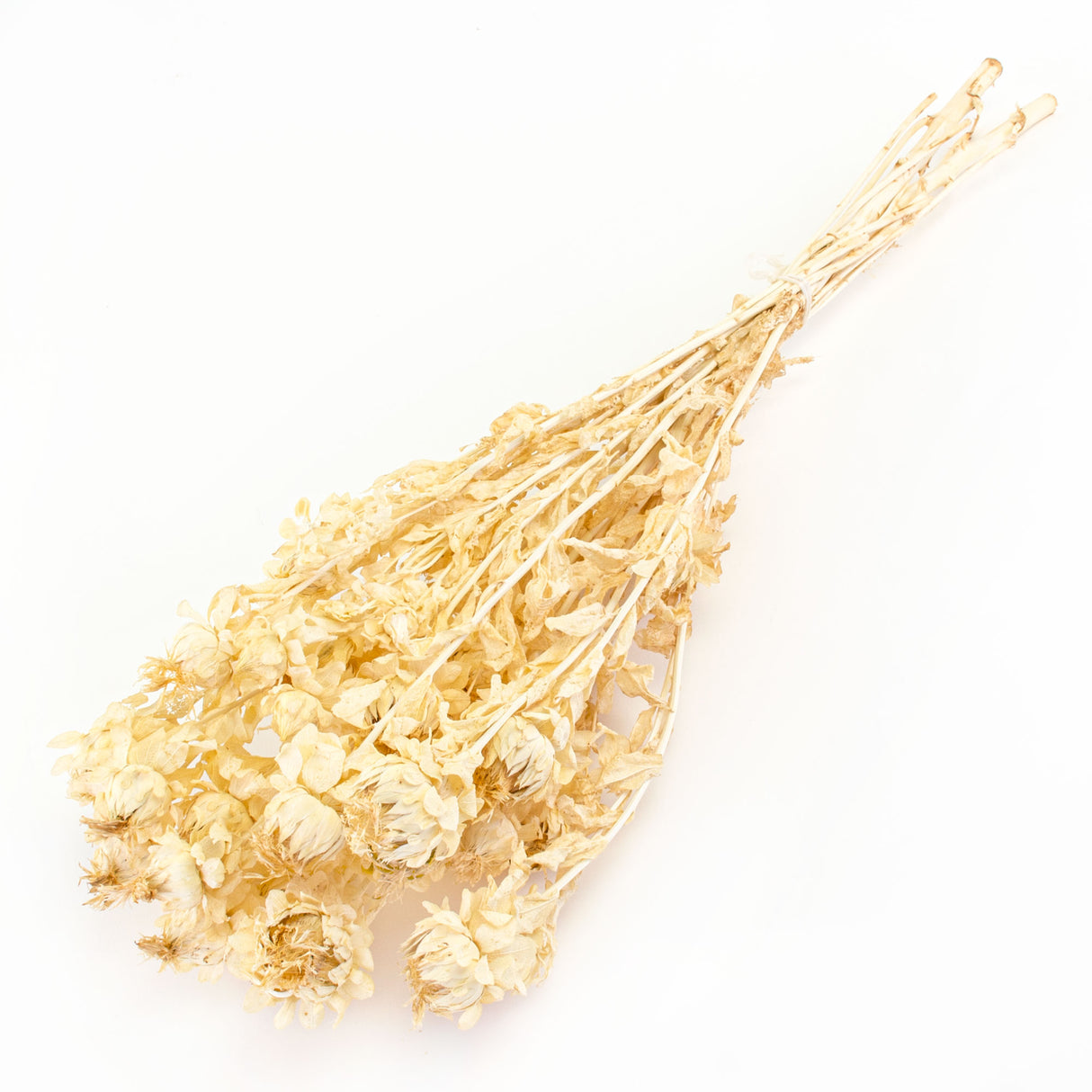 This image shows a bunch of bleached white carthamus against a white background