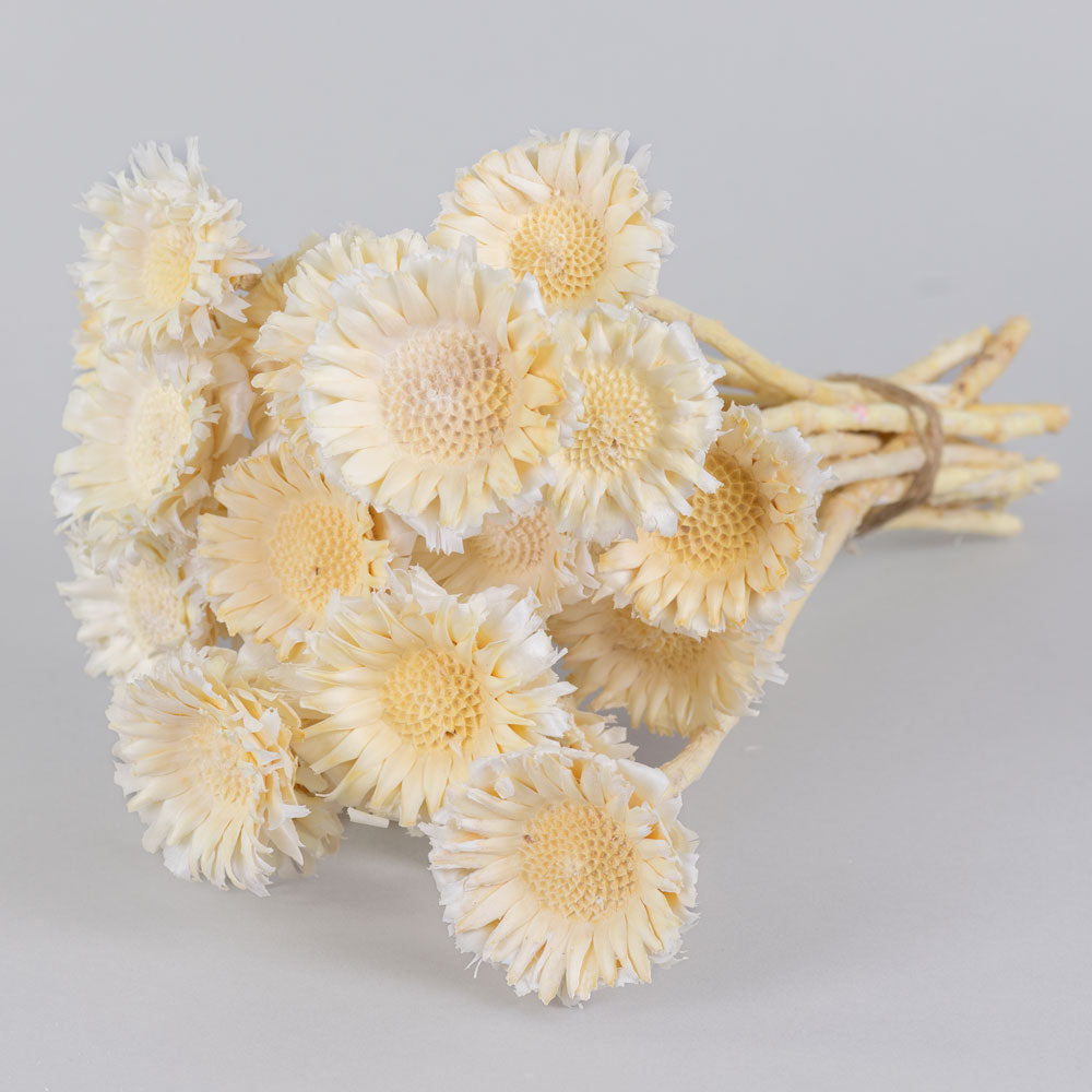 Protea Rosette, Bleached White, Bunch x 20 Stems