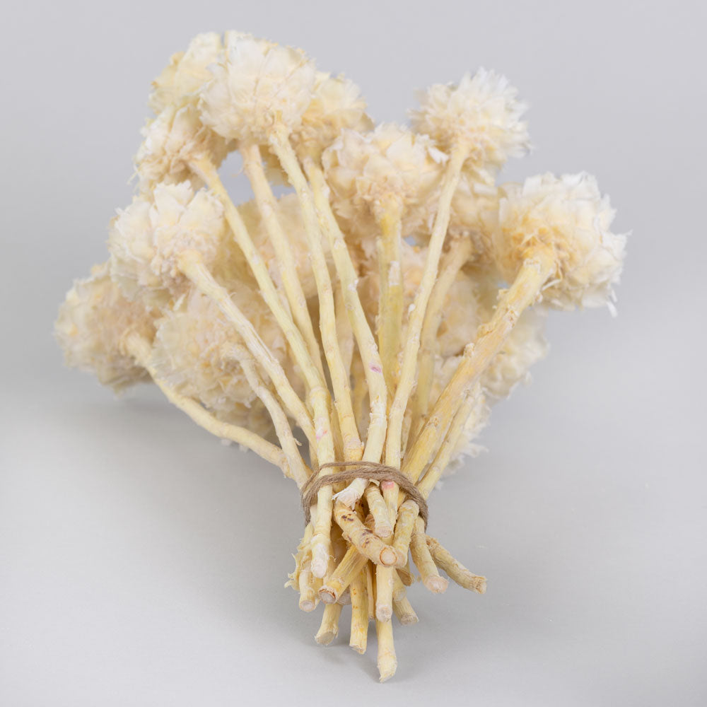 Protea Rosette, Bleached White, Bunch x 20 Stems