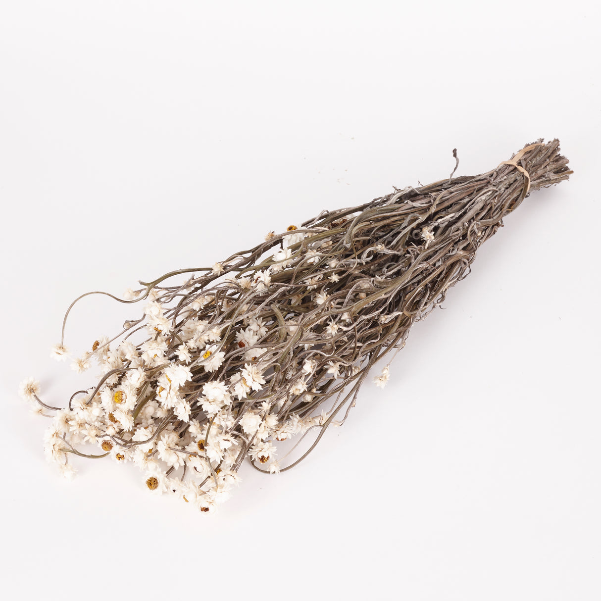 Ammobium, Dried, Natural White, 80g