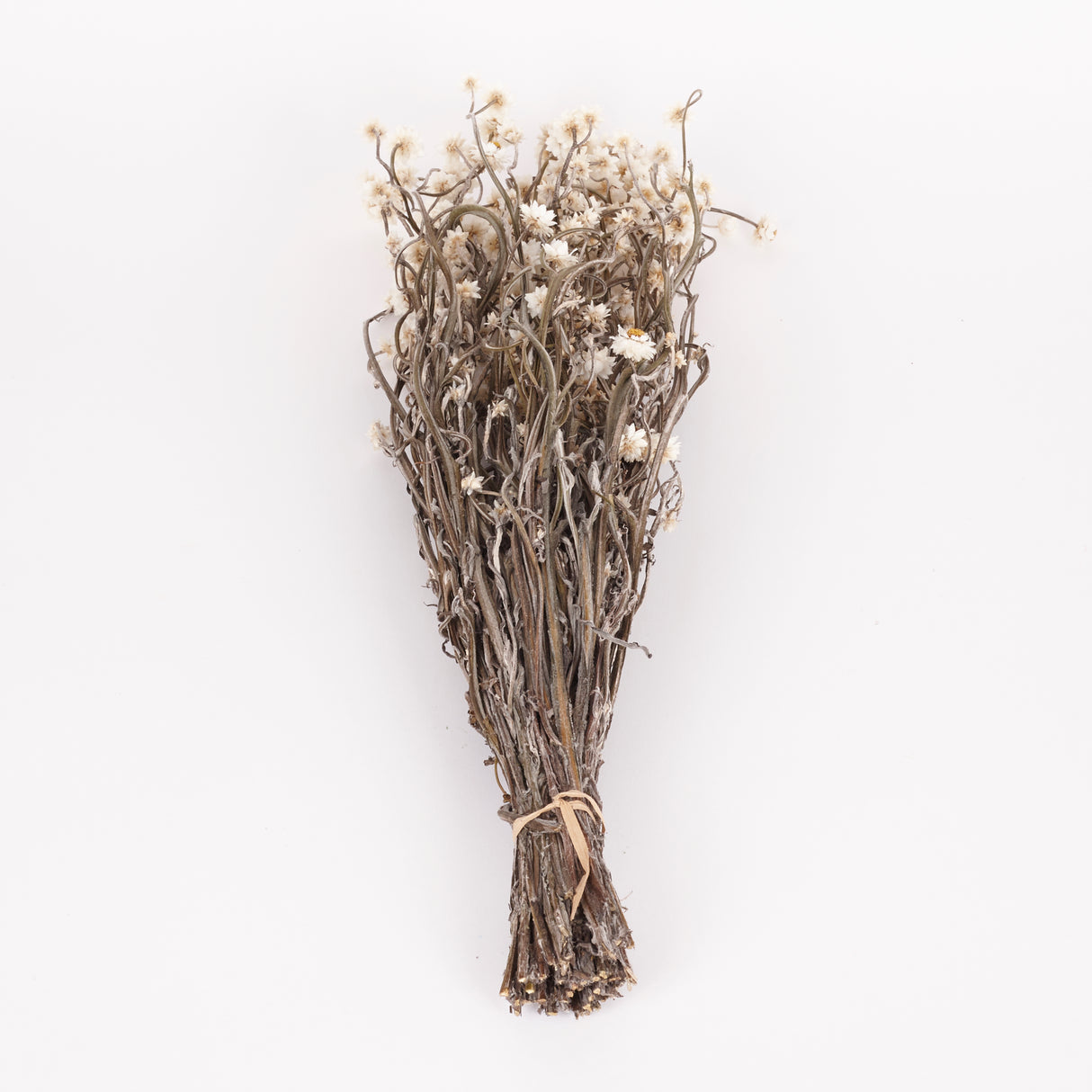 Ammobium, Dried, Natural White, 80g