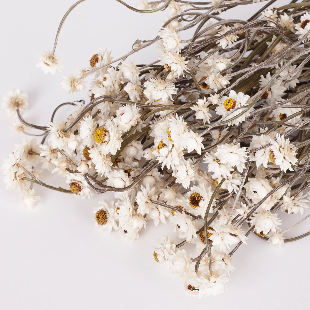 Ammobium, Dried, Natural White, 80g