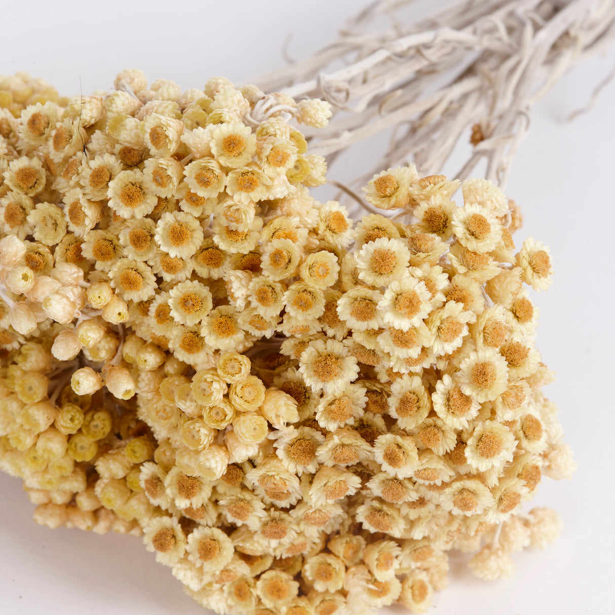 Helichrysum Immortelle, Dried, Natural Honey, 50g