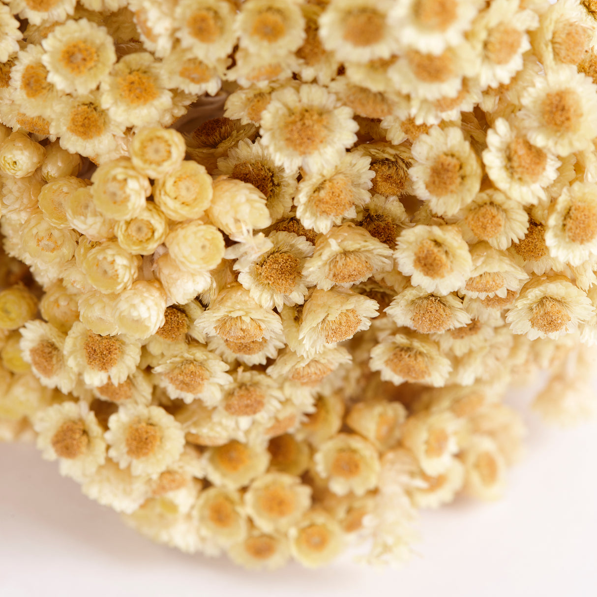 Close up off Helichrysum Immortelle Natural Honey Flowers, Dried to preserve the beautiful soft yellow flowers with dark yellow centre.