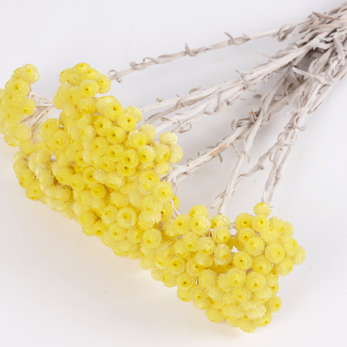 Helichrysum Immortelle, Natural Yellow, 50g