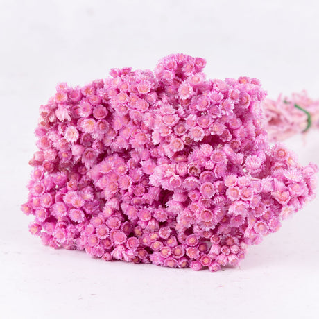 Helichrysum Immortelle, Dyed Lilac, 50g
