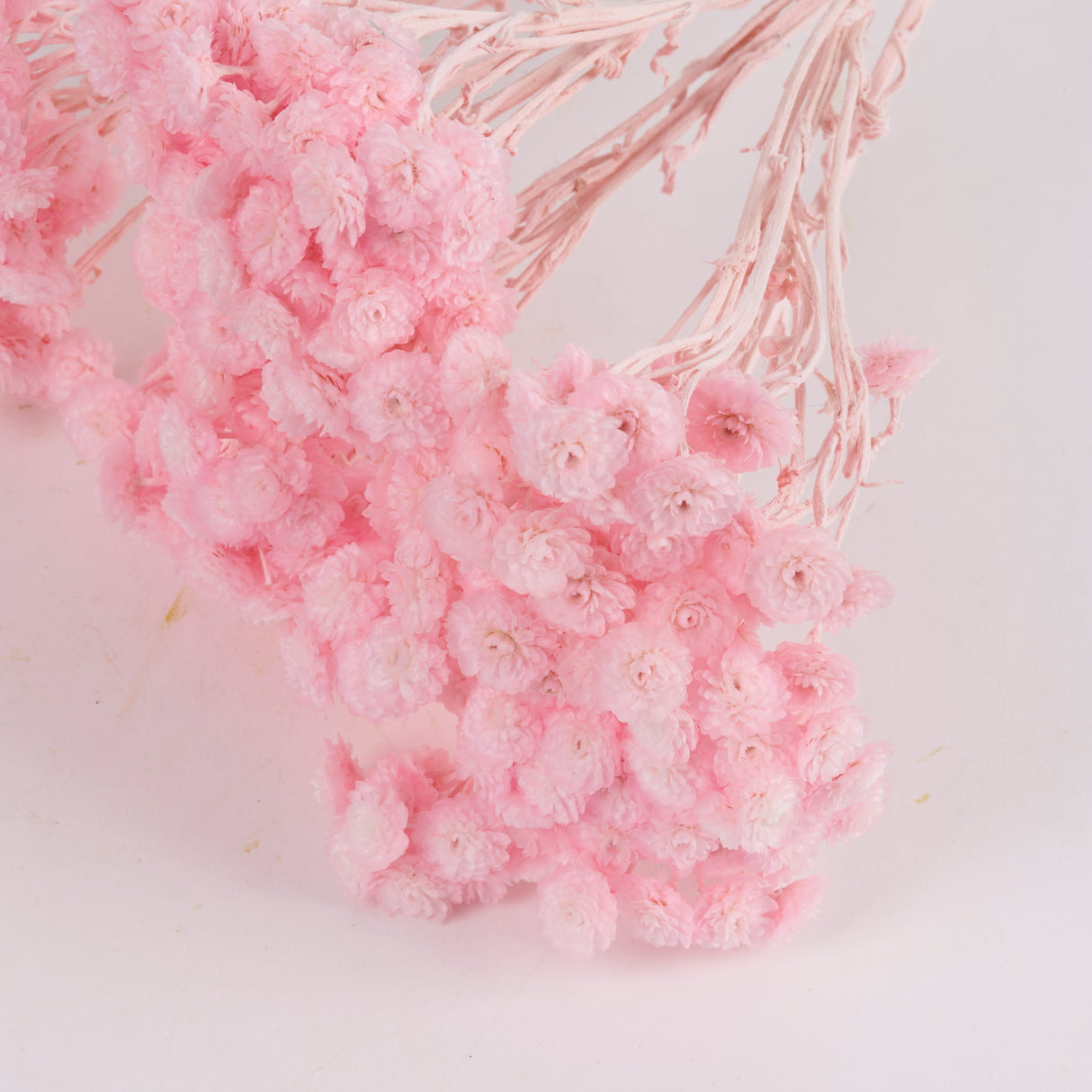 Helichrysum Immortelle, Dried, Dyed Pink, 40g