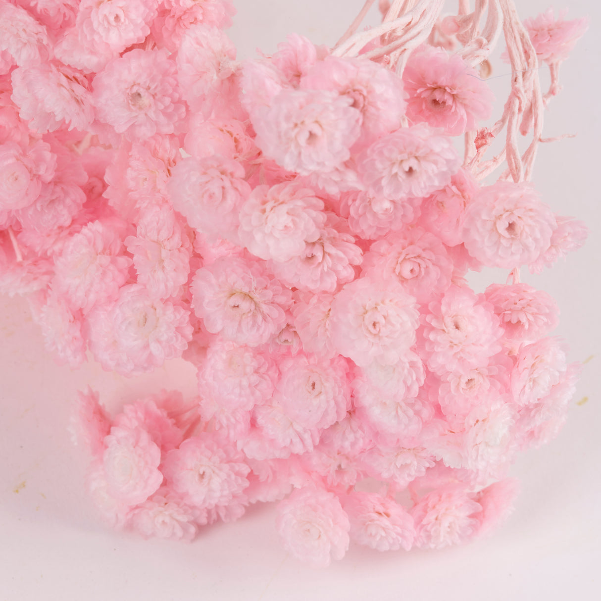 Helichrysum Immortelle, Dried, Dyed Pink, 40g