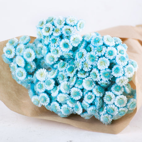 Helichrysum Immortelle, Dried,  Dyed Pale Blue, 40g