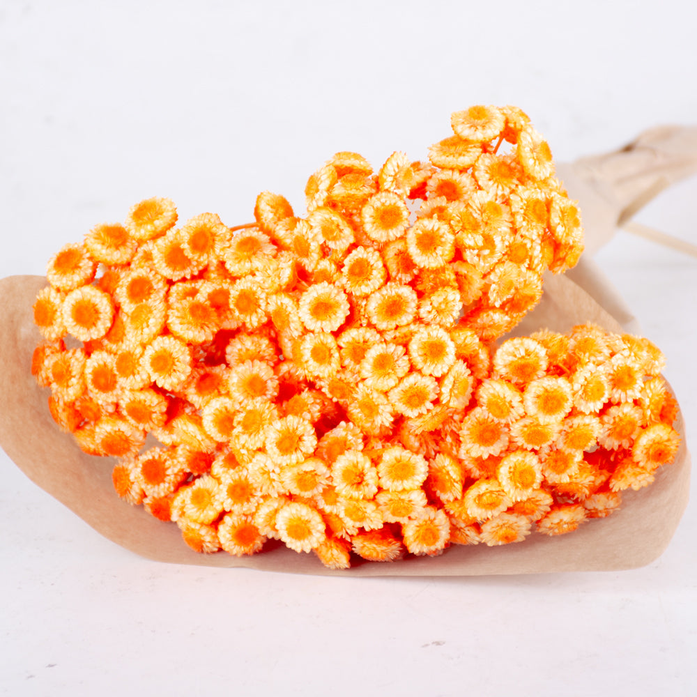 Helichrysum Immortelle, Dried,  Dyed Orange, 40g