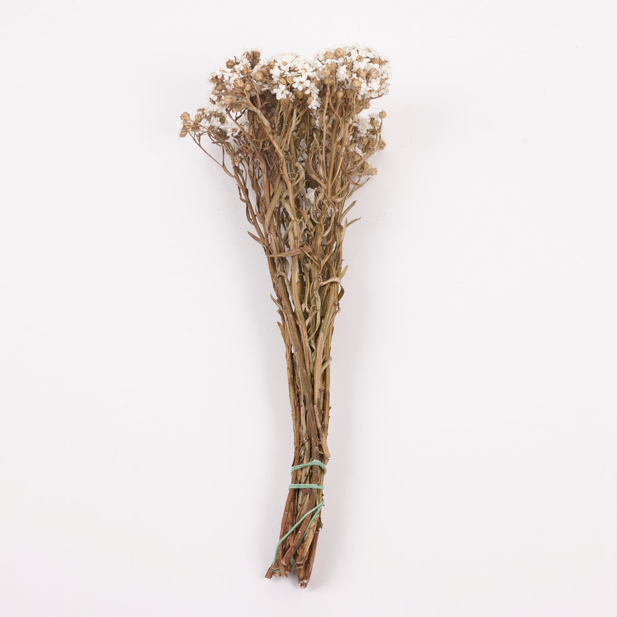 Ixodia, Natural White, 30cm, 10 Stem Bunch