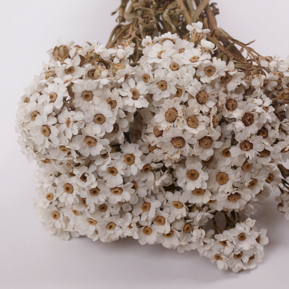 Ixodia, Natural White, 30cm, 10 Stem Bunch