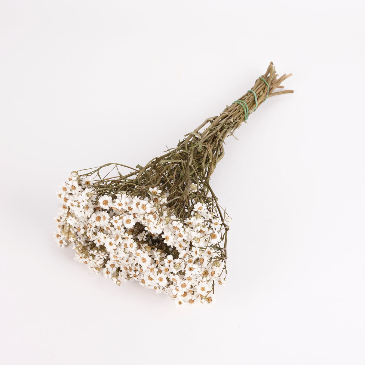 Image shows a bunch of dried Ixodia flowers, small daisy like flowers with white petals and yellow centres. The bunch is 30cm long and there are 20 stems in a bunch
