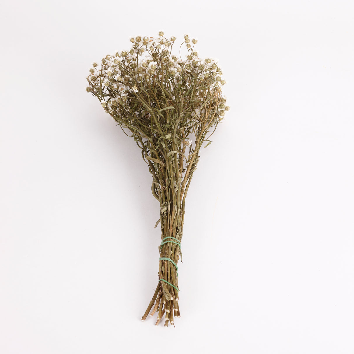 Ixodia, Natural White, 30cm, 20 Stem Bunch