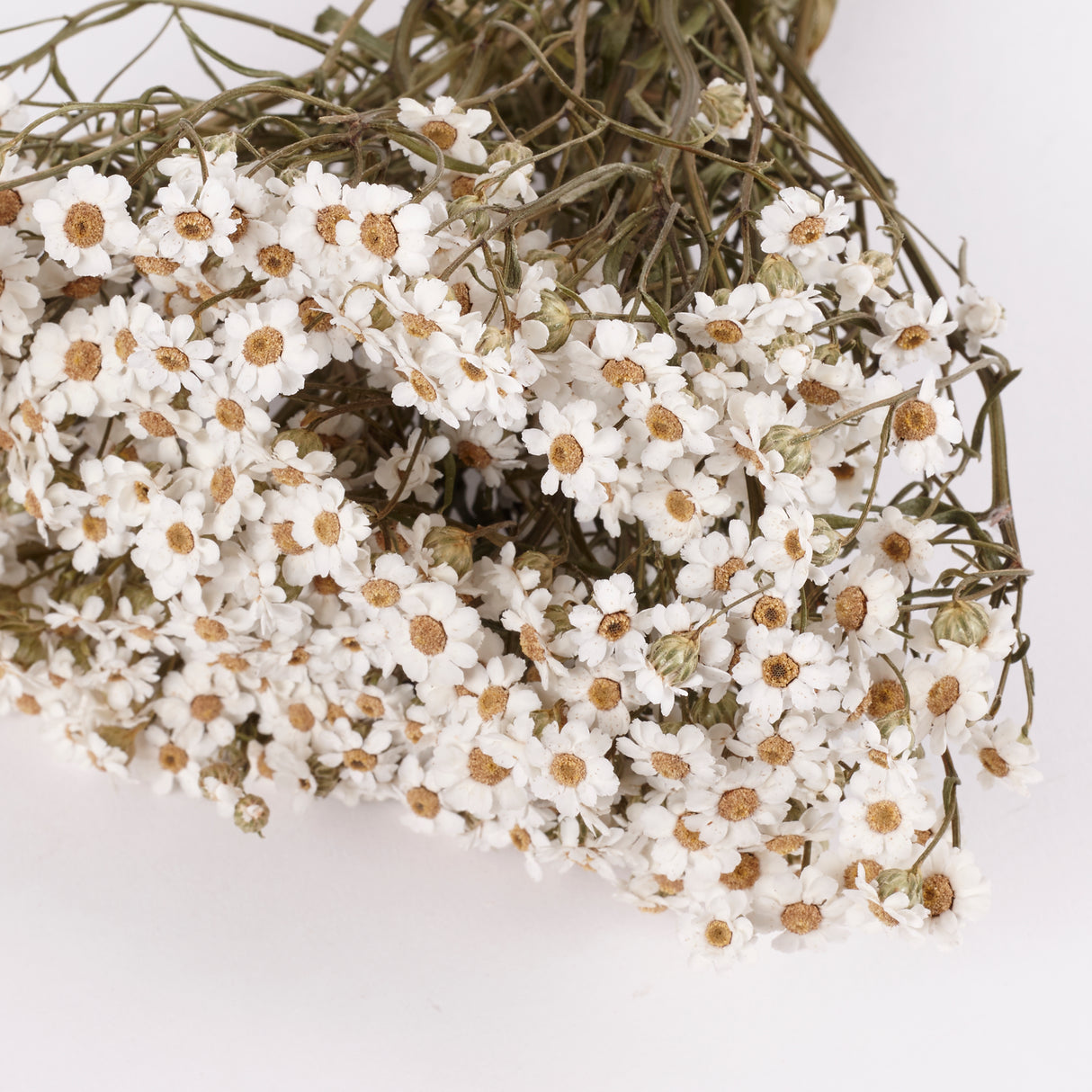 Ixodia, Natural White, 30cm, 20 Stem Bunch