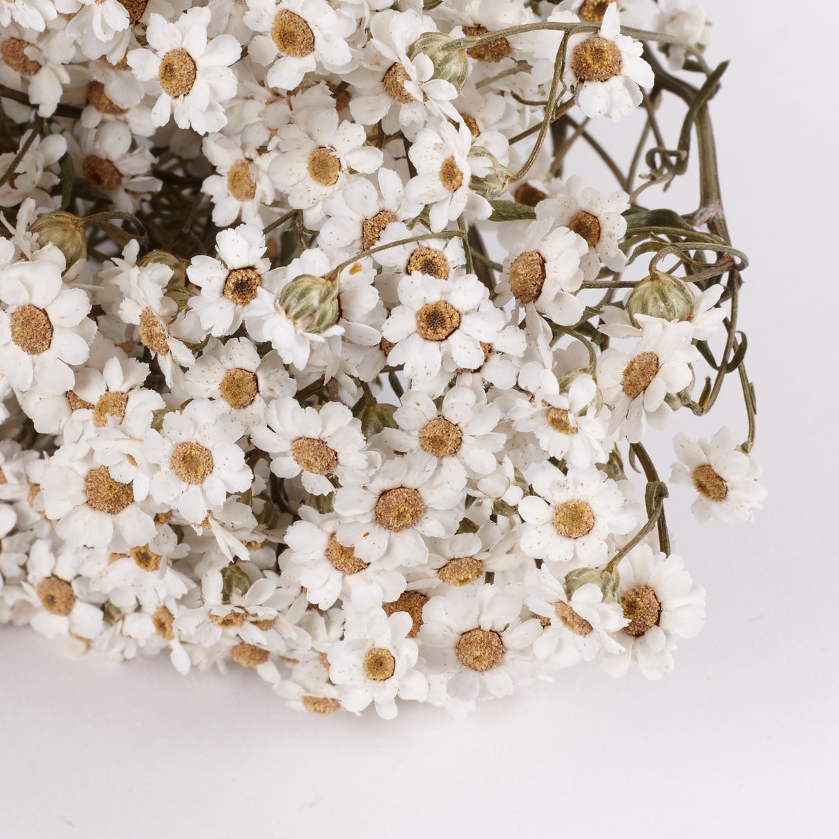 Ixodia, Natural White, 30cm, 20 Stem Bunch