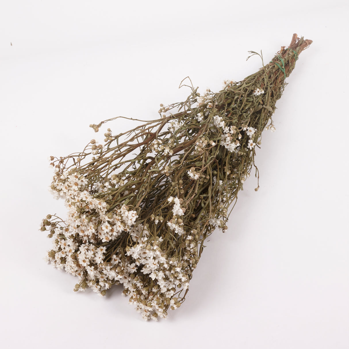 Ixodia, Natural White, 50cm, 10 Stem Bunch