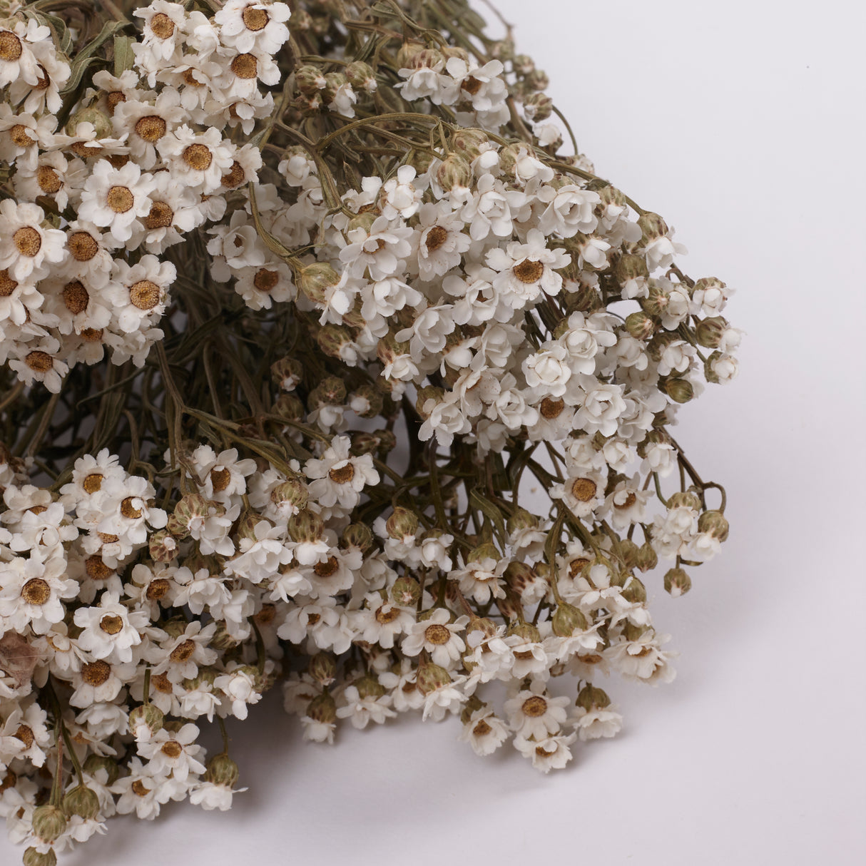 Ixodia, Natural White, 50cm, 10 Stem Bunch