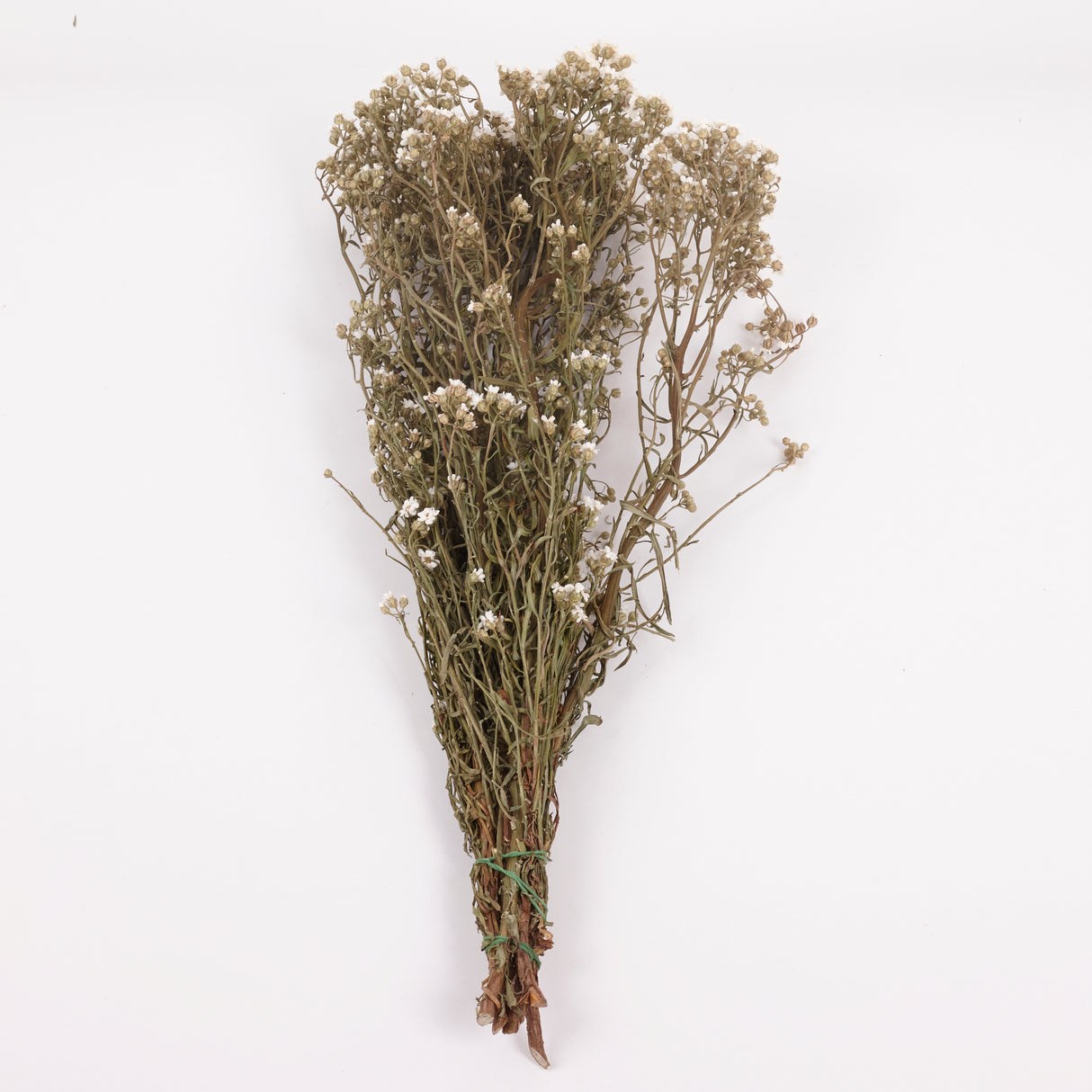 Ixodia, Natural White, 50cm, 10 Stem Bunch