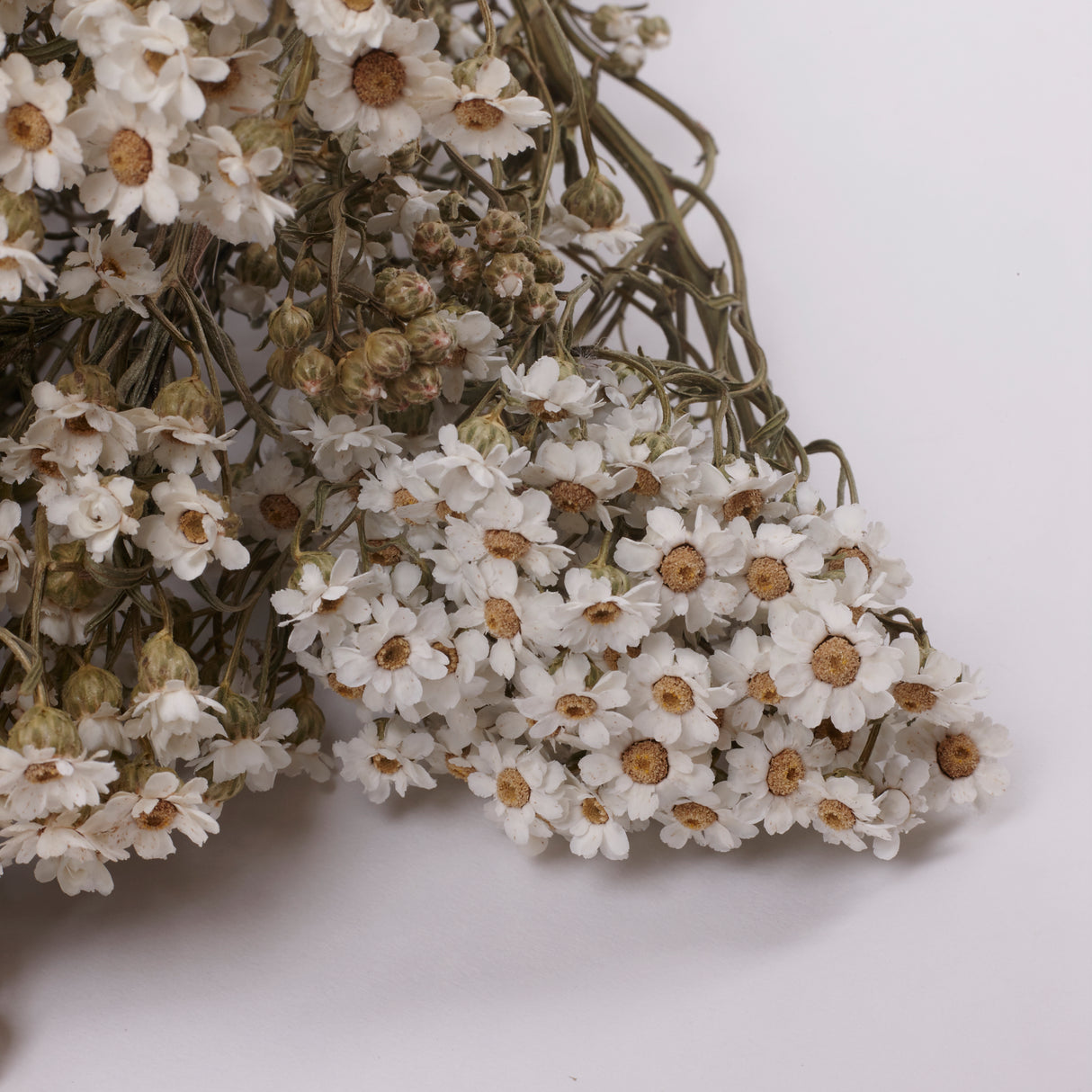 Ixodia, Natural White, 60cm, 5 stem bunch