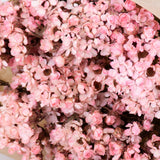 Dried Ixodia, Pale Pink, 50cm, 10 stem bunch.