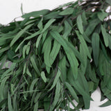 Eucalyptus Nicoli, Preserved, Green, 150g
