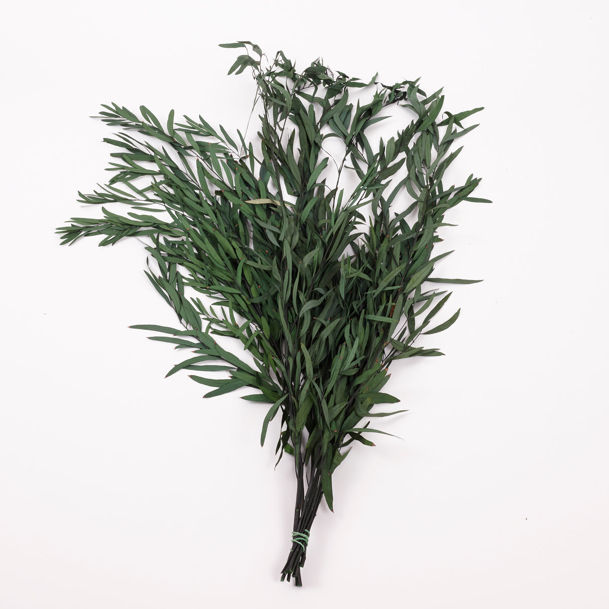 Eucalyptus Nicoli, Preserved, Green, 150g