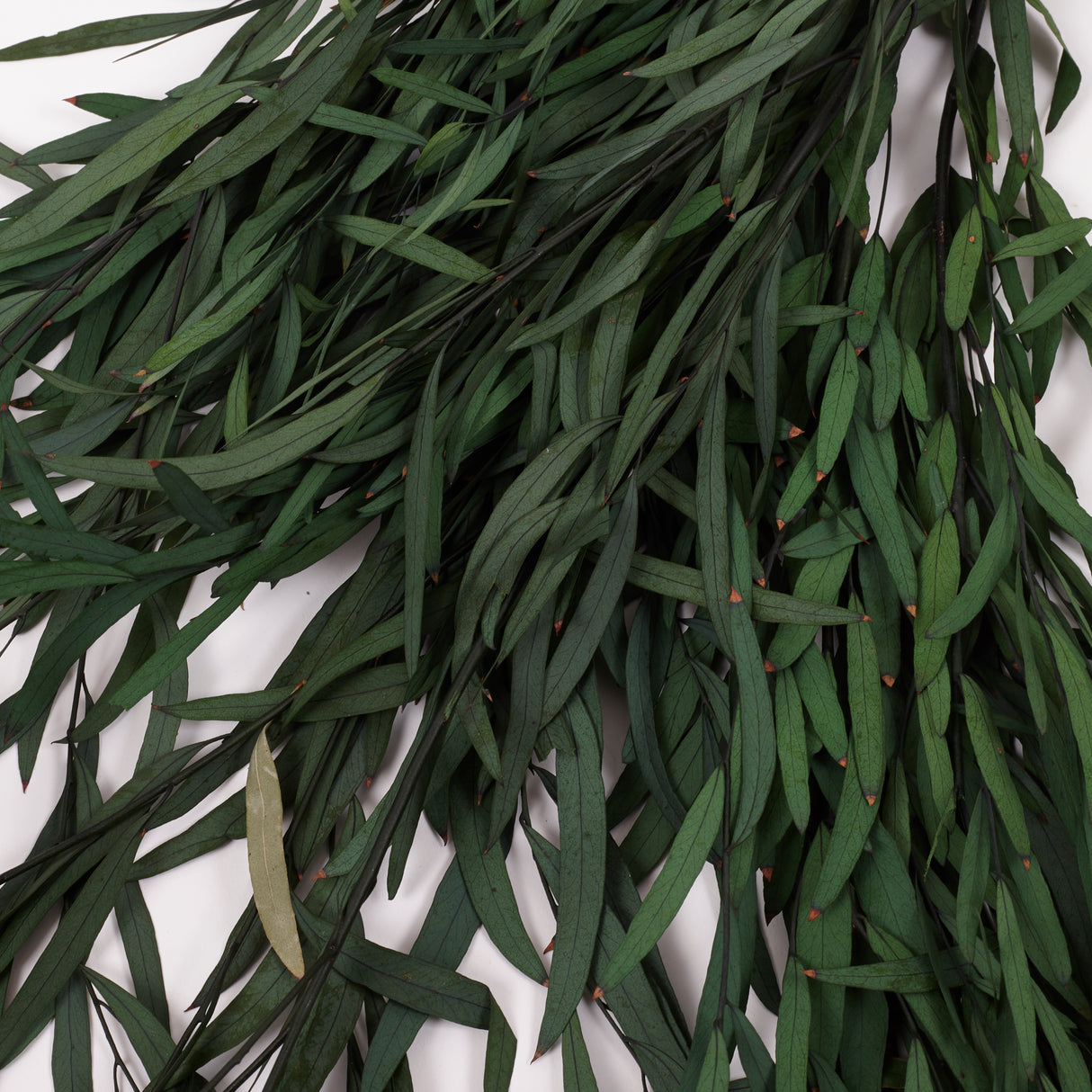 Eucalyptus Nicoli, Preserved, Green, 150g