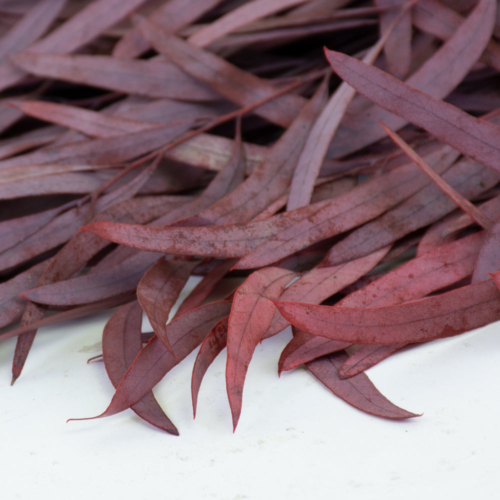 Eucalyptus Nicoli, Preserved, Red - 150g bunch