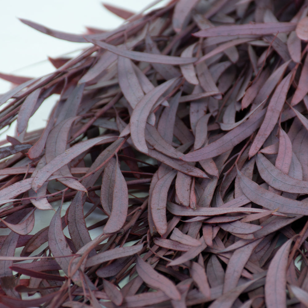 Eucalyptus Nicoli, Preserved, Red - 150g bunch