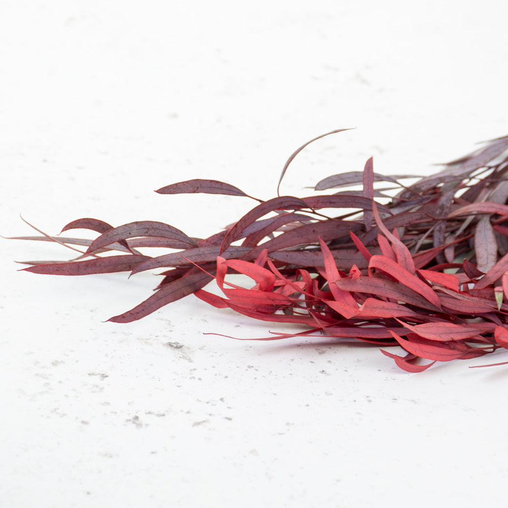 Eucalyptus Nicoli, Preserved, Red - 150g bunch