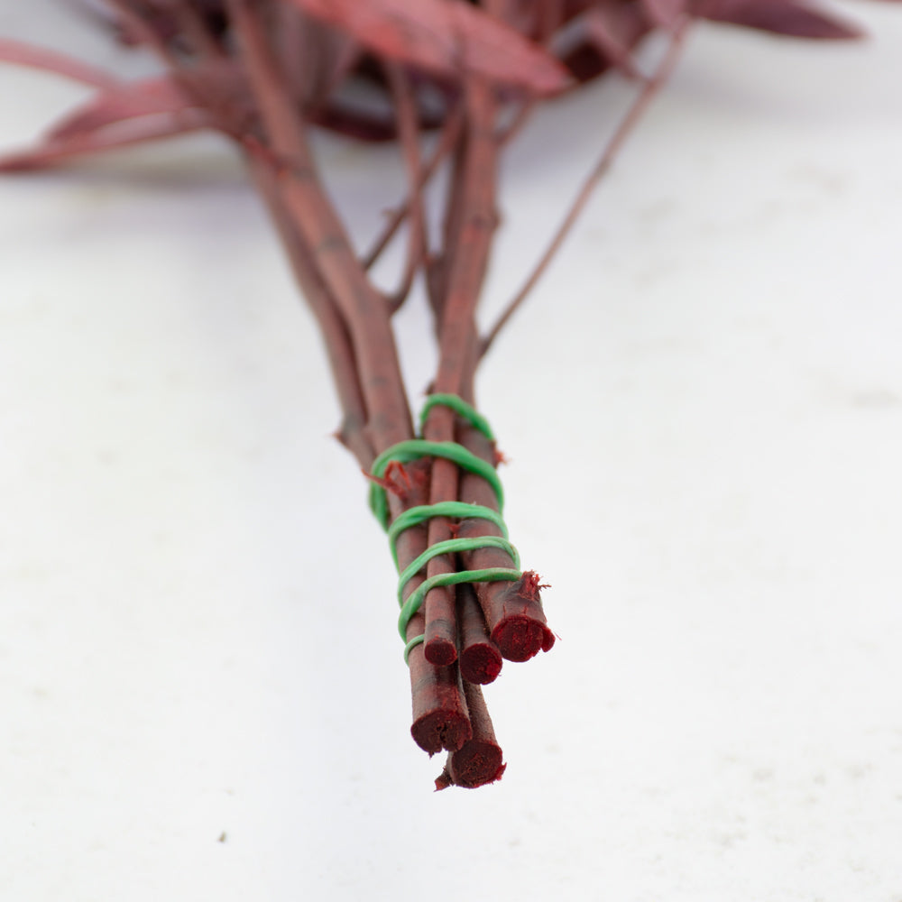 Eucalyptus Nicoli, Preserved, Red - 150g bunch