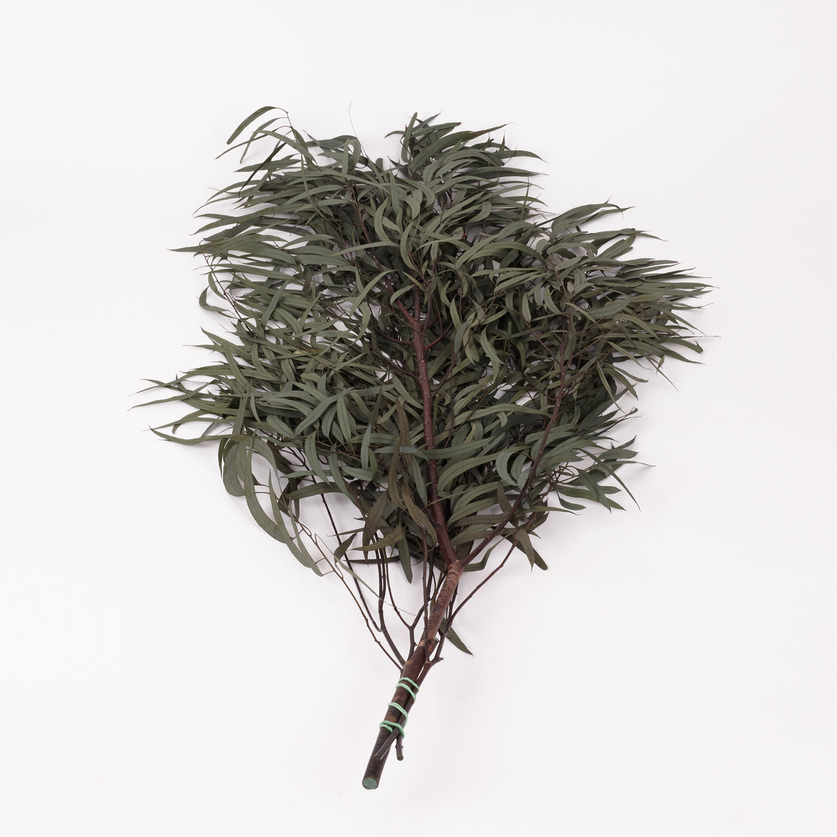 Eucalyptus Nicoli, Preserved, Dark Green, 150g