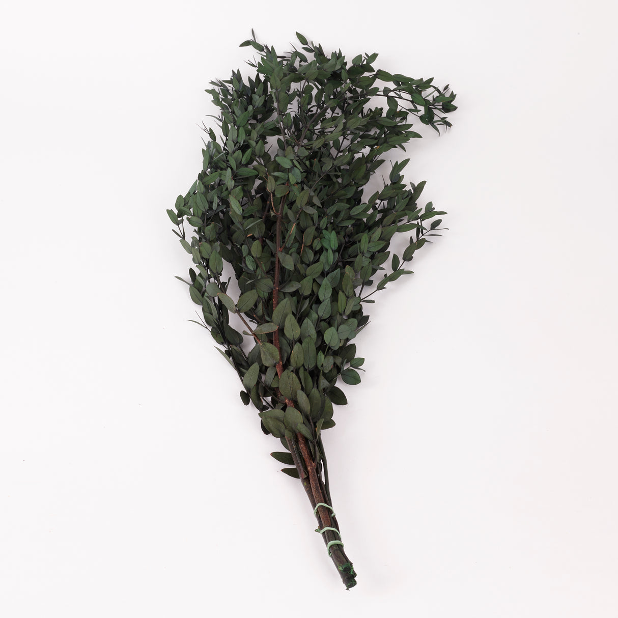 Eucalyptus Parvifolia, Preserved, Green, 150g