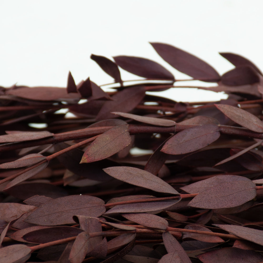 Eucalyptus Parvifolia, Preserved, Red