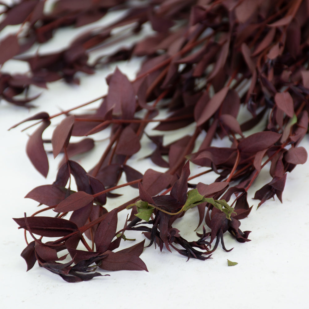 Eucalyptus Parvifolia, Preserved, Red