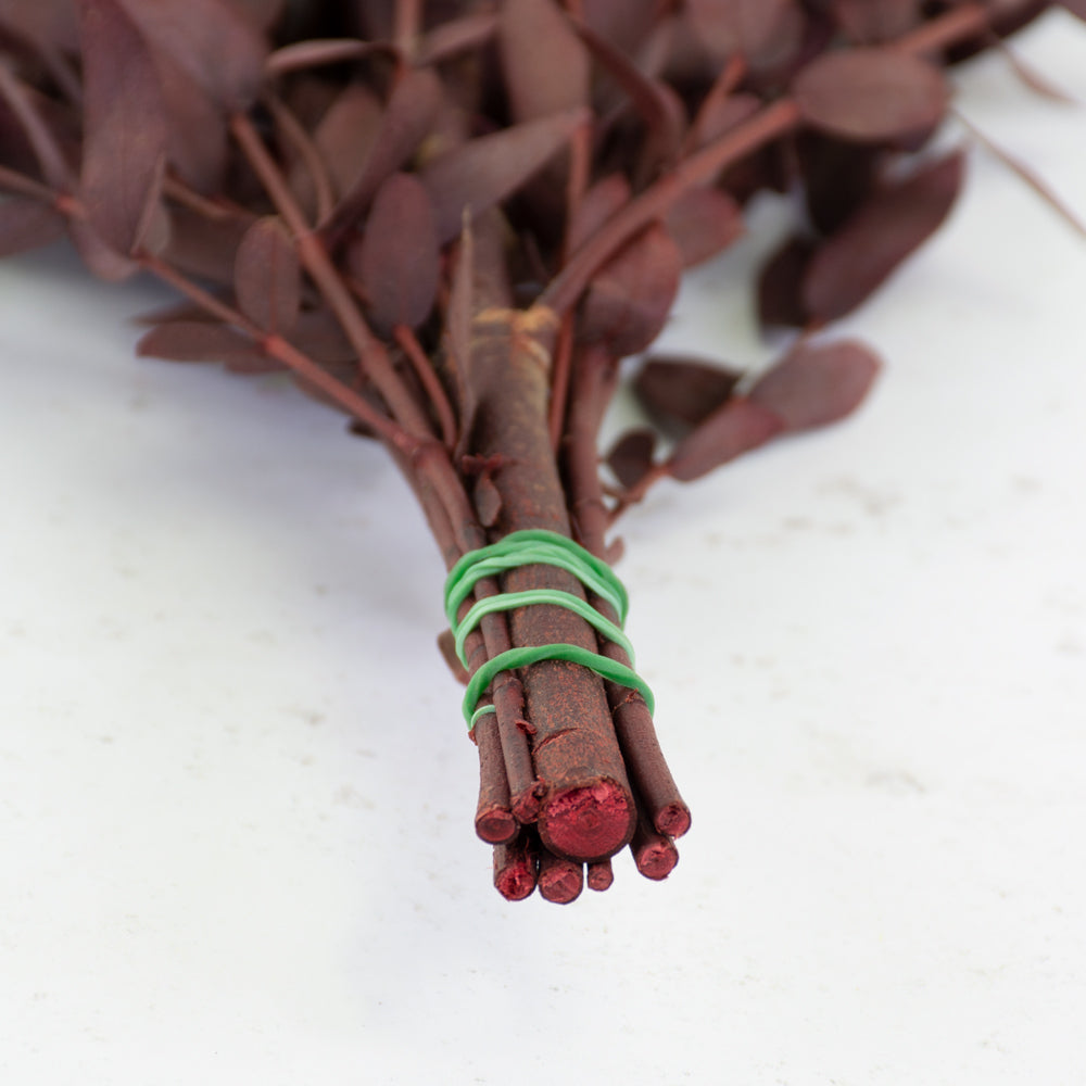 Eucalyptus Parvifolia, Preserved, Red