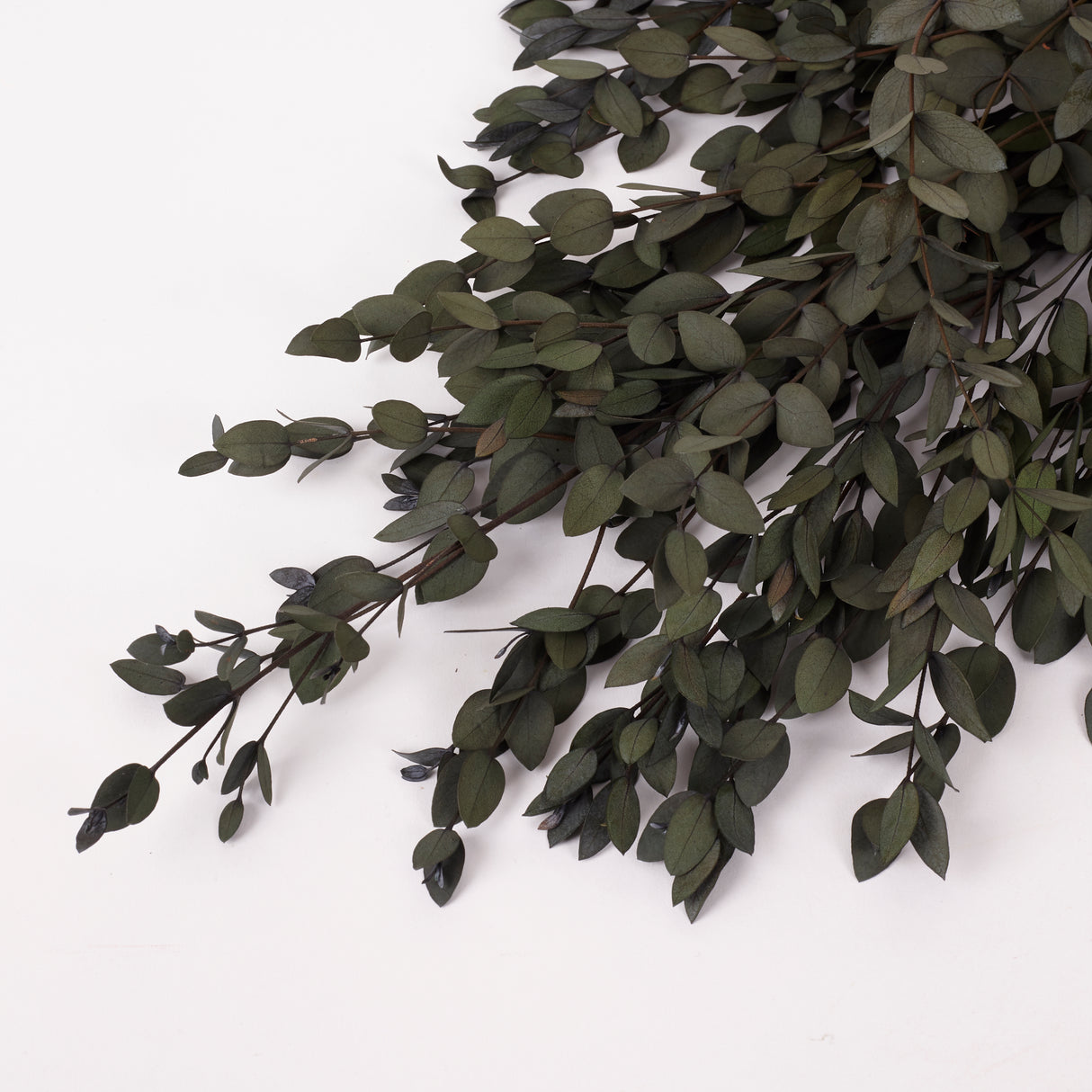 Eucalyptus Parvifolia, Preserved, Dark Green, 150g