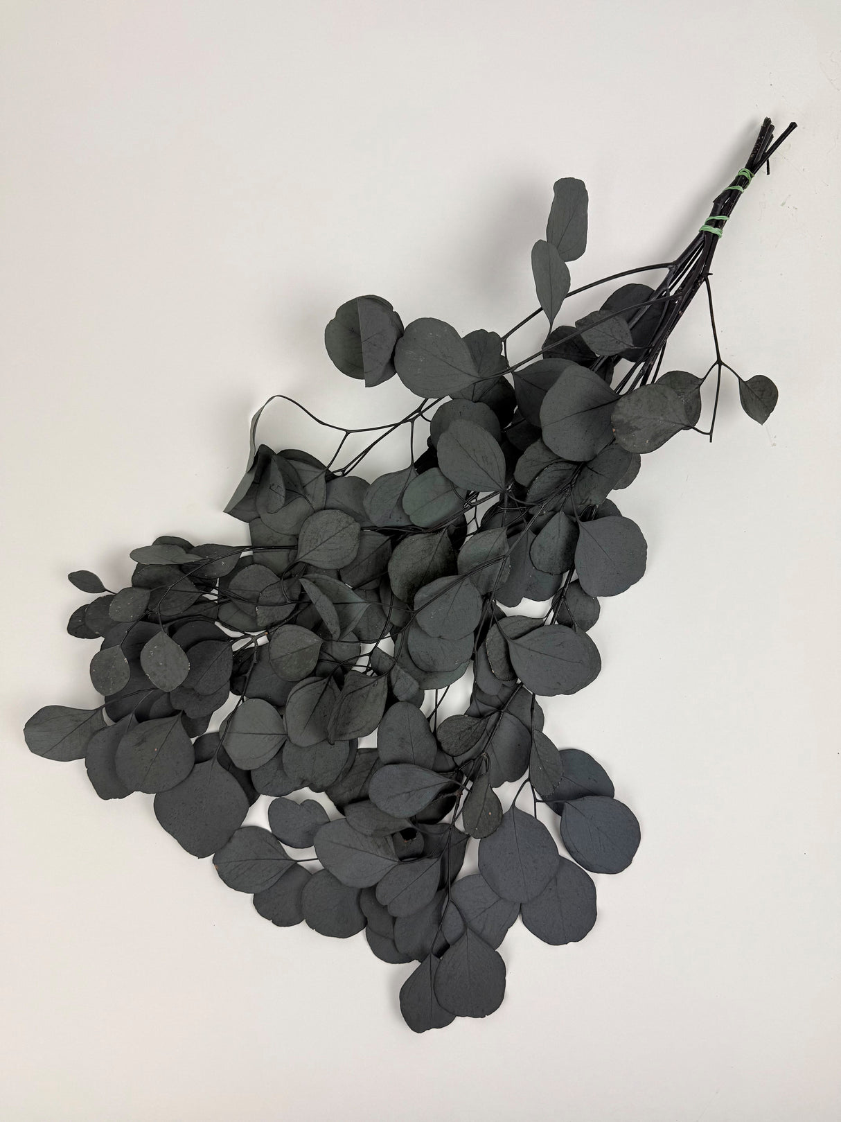 Eucalyptus Populus, Preserved, Dark Green, 150g