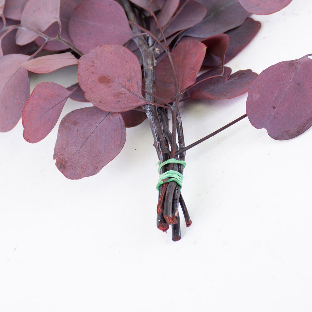 Eucalyptus Populus, Preserved, Red, 150g