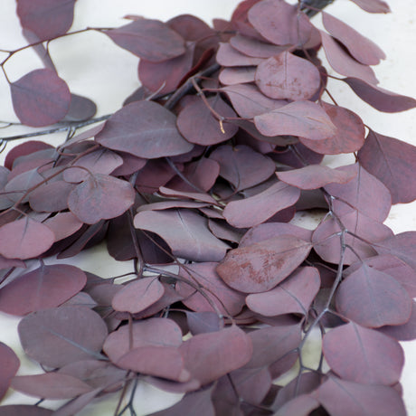 Eucalyptus Populus, Preserved, Red, 150g