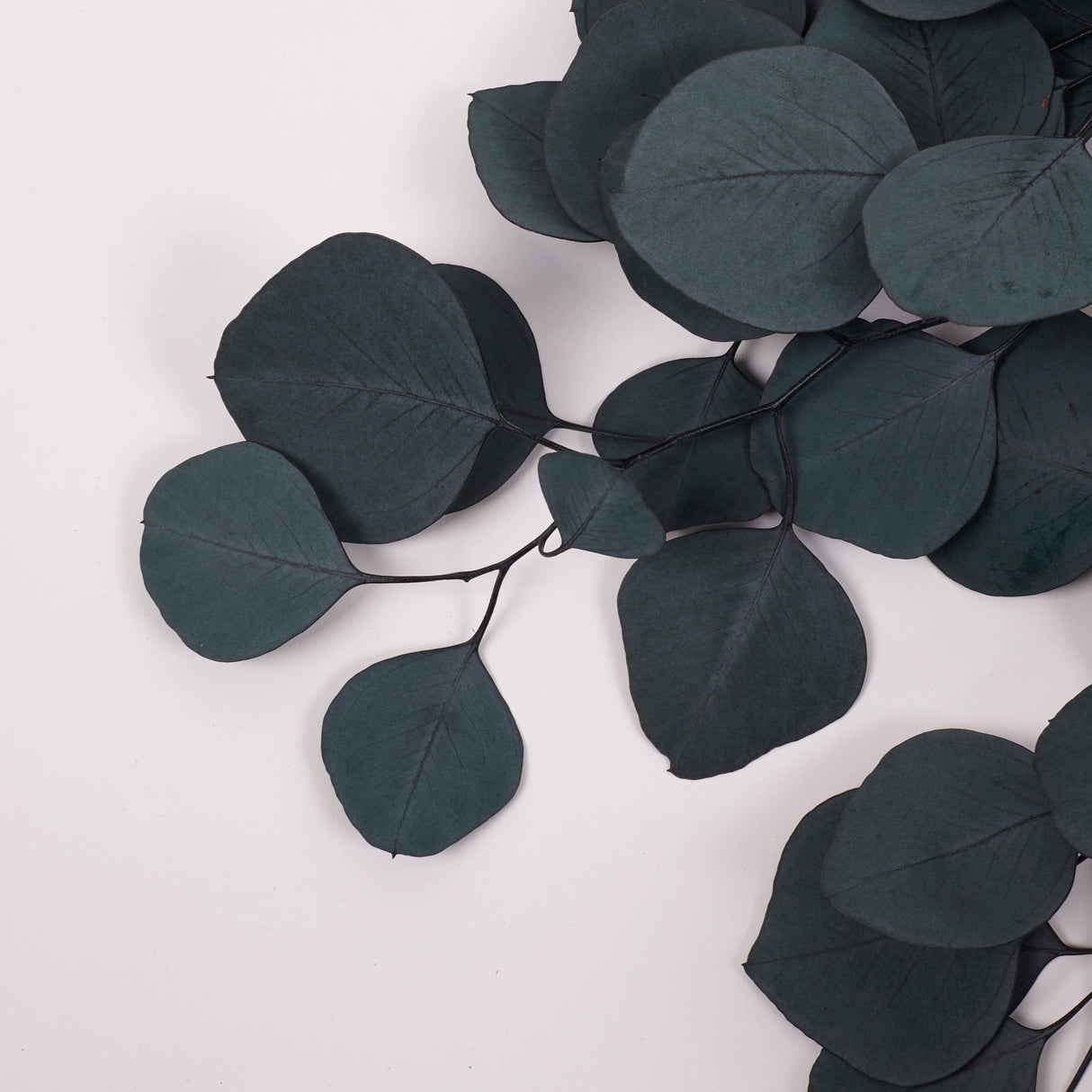 Eucalyptus Populus, Preserved, Green/Blue, 150g