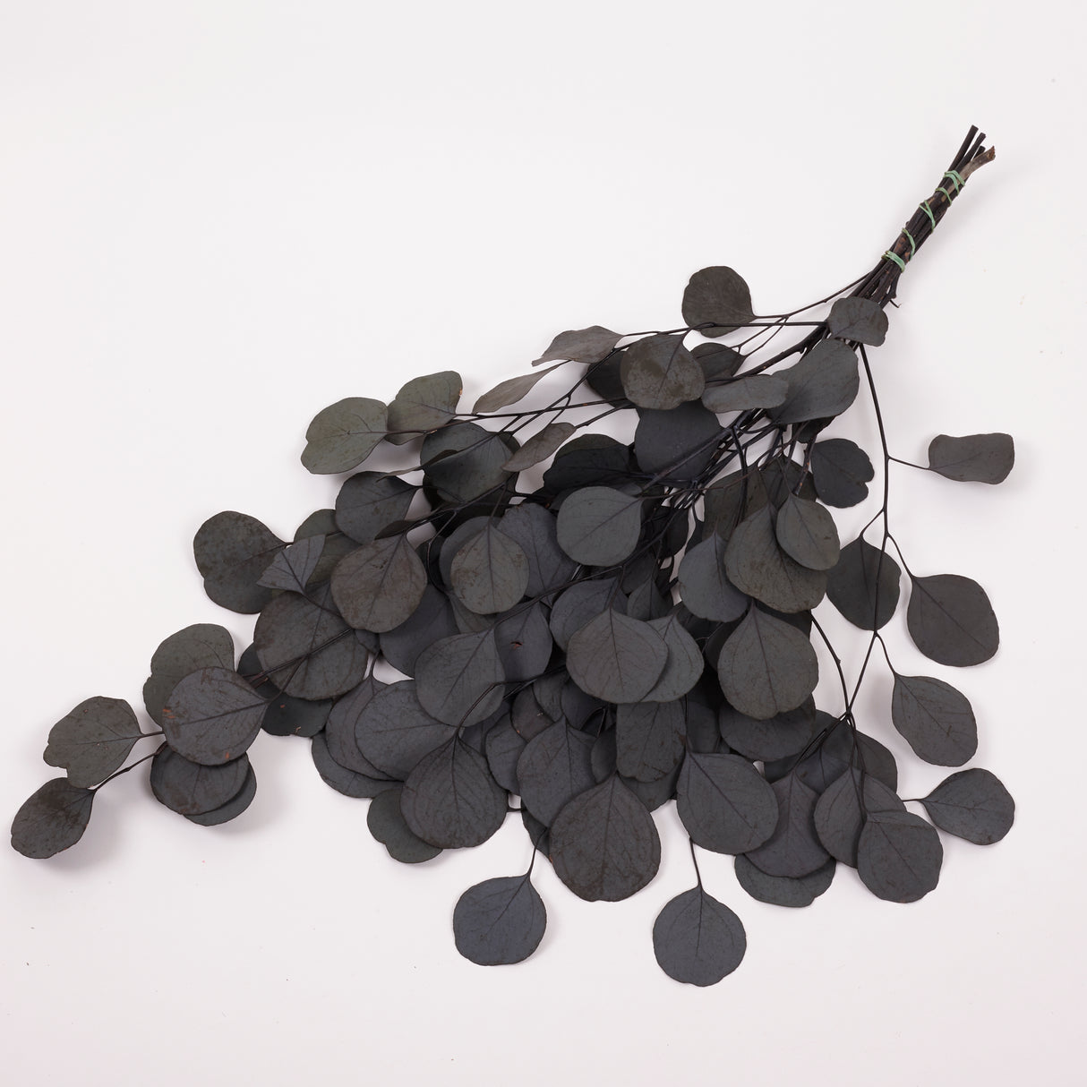 Eucalyptus Populus, Preserved, Dark Green, 150g