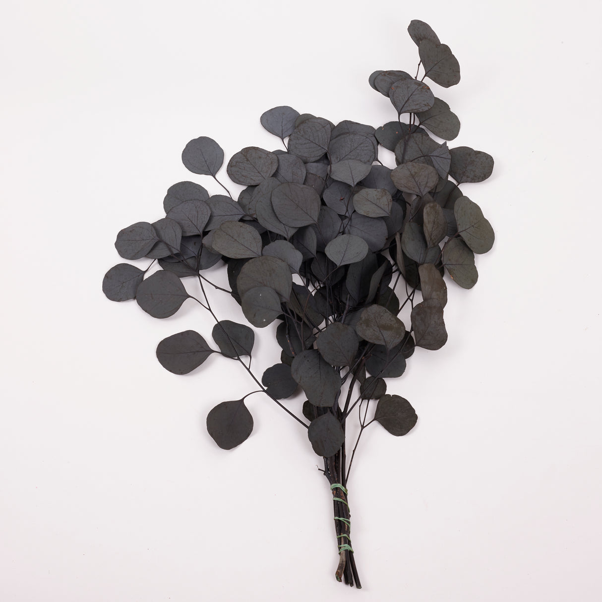 Eucalyptus Populus, Preserved, Dark Green, 150g