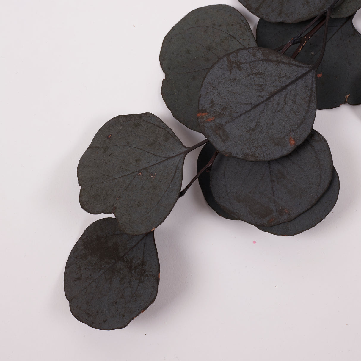 Eucalyptus Populus, Preserved, Dark Green, 150g