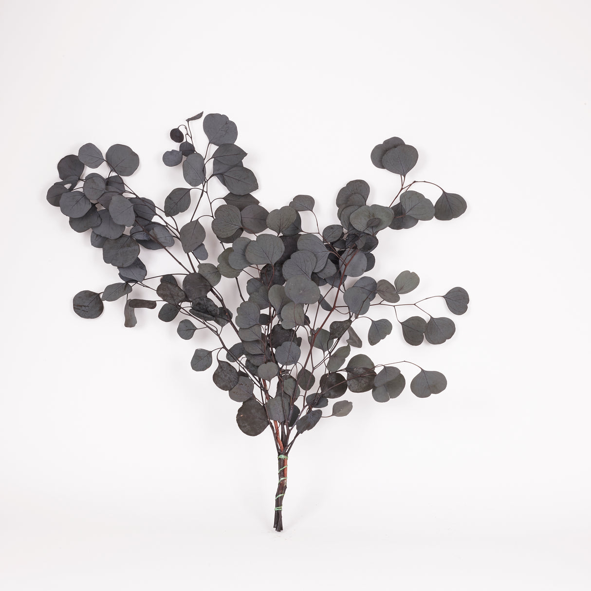 Eucalyptus Populus, Preserved, Dark Green, 150g