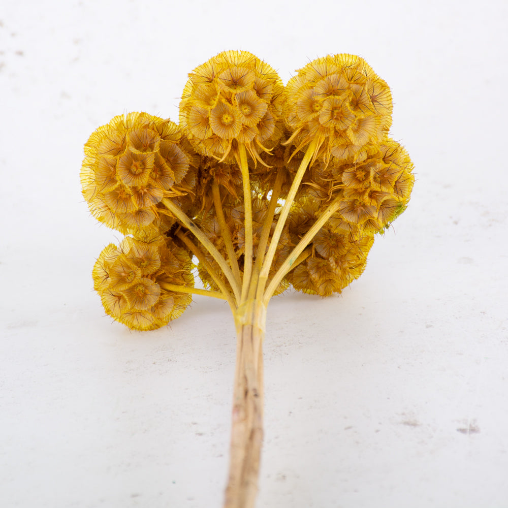 Drumstick Scabiosa, Preserved, Yellow, Bunch x 10 Stems