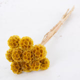 Drumstick Scabiosa, Preserved, Yellow, Bunch x 10 Stems