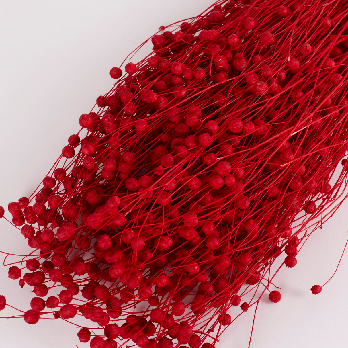 Linum (flax), Dried, Red, 100g bunch